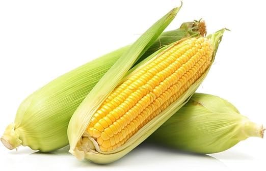 Sweet Corn UAE | ذرة اماراتي