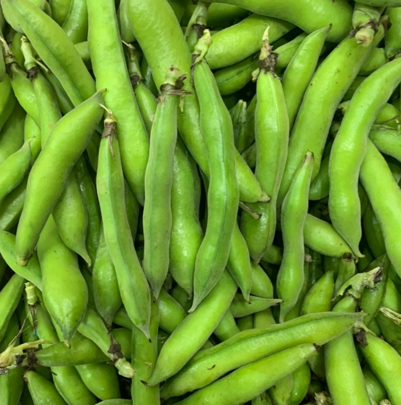 Broad Beans Malti Lebanon | فول أخضر مالطي لبناني