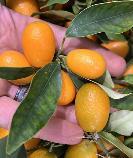 Kumquat Lebanon | كمكوات لبناني