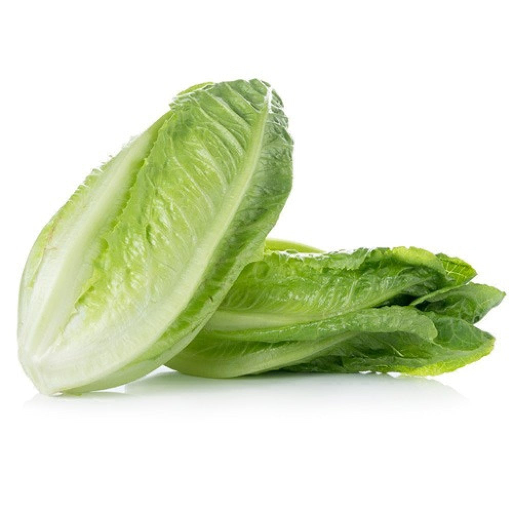 Lettuce Long Jordan | خس اردني